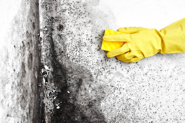 Cookson, OK Mold Remediation Company