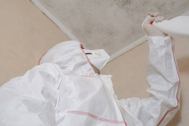 Best Attic Mold Remediation in Coson, OK