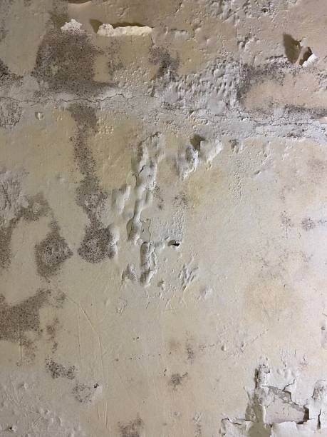Best Post-Flood Mold Remediation in Coson, OK
