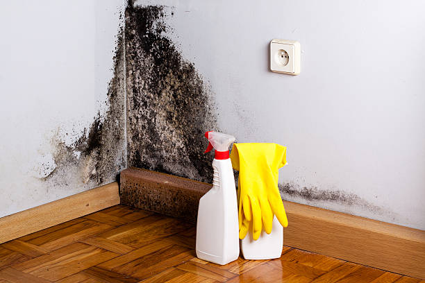 Best DIY Mold Remediation Support Services in Coson, OK